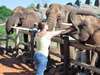 Emma Harrop - elephant feeding time!